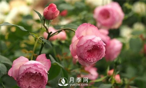 月季花這么受歡迎，看看她的優(yōu)勢在哪里！(圖1)