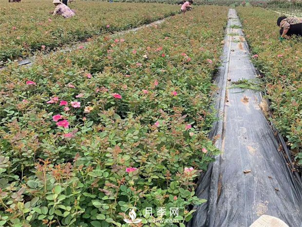 南陽臥龍區(qū)月季產業(yè)帶動農民發(fā)家致富(圖1)