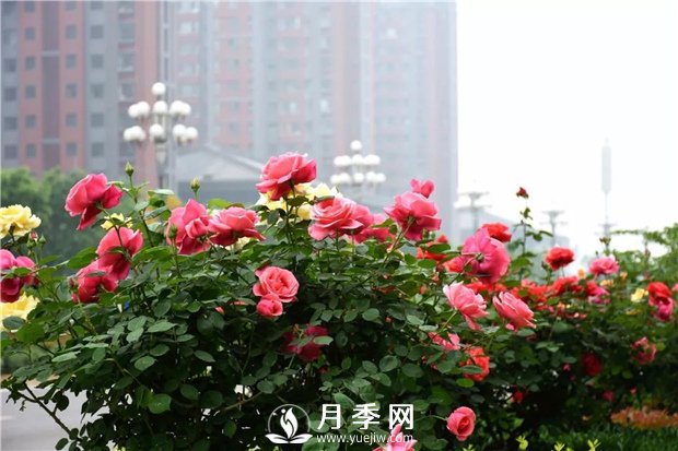 樹狀月季、豐花一、地被月季：園路景觀“多變手”(圖1)