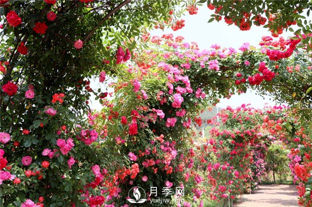  月季遭雨水有蟲害？這樣預(yù)防，就沒(méi)問(wèn)題！(圖1)