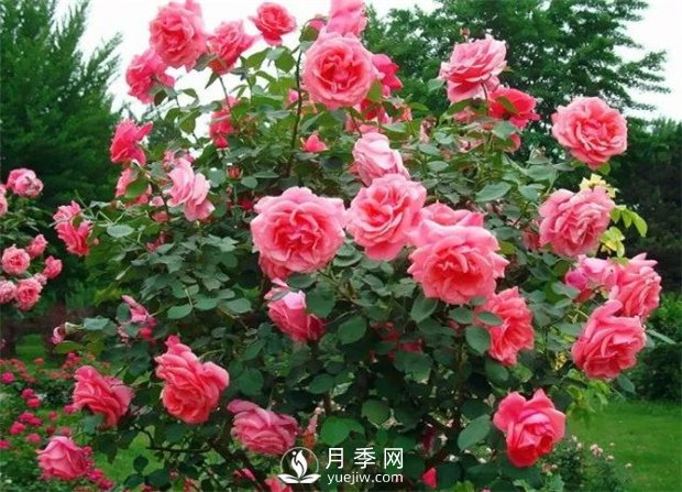  月季遭雨水有蟲害？這樣預(yù)防，就沒(méi)問(wèn)題！(圖2)