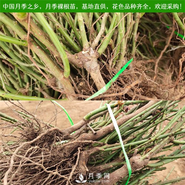 月季裸根苗，小高桿月季和3公分月季樹(shù)發(fā)往陜西(圖1)