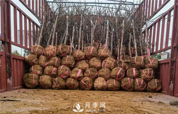 月季裸根苗，小高桿月季和3公分月季樹(shù)發(fā)往陜西(圖3)