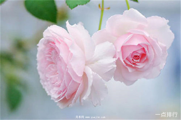 據(jù)說這是世界十大***美月季品種，你喜歡哪種？(圖5)