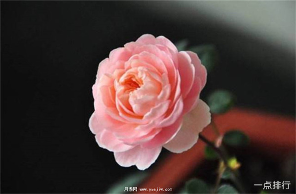 據(jù)說這是世界十大***美月季品種，你喜歡哪種？(圖10)