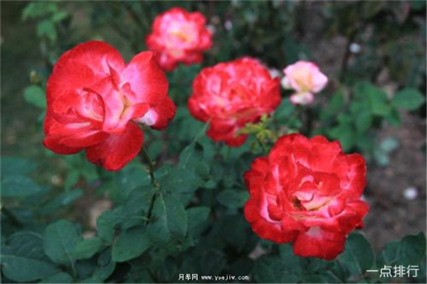 據(jù)說這是世界十大***美月季品種，你喜歡哪種？(圖1)