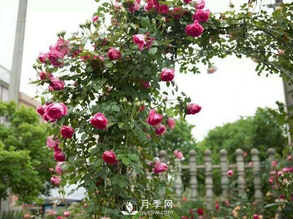 2021年6款超級受歡迎的藤本月季品種，美爆了(圖1)