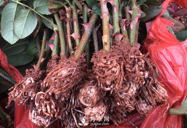 月季種植養(yǎng)護(hù)四大要點(diǎn)，讓你的月季花開滿盆！(圖1)