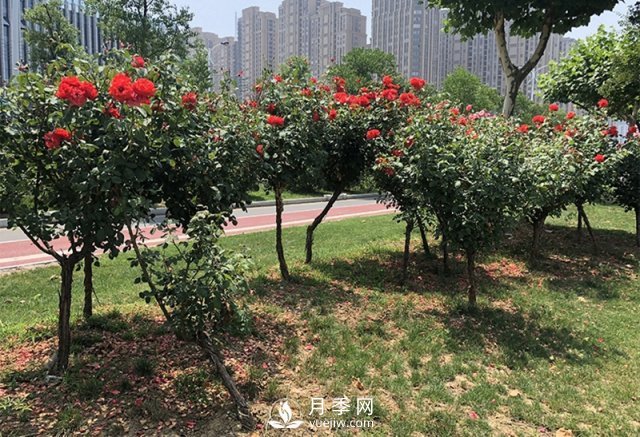 樹狀月季花黑斑病的防治方法有哪些？(圖1)