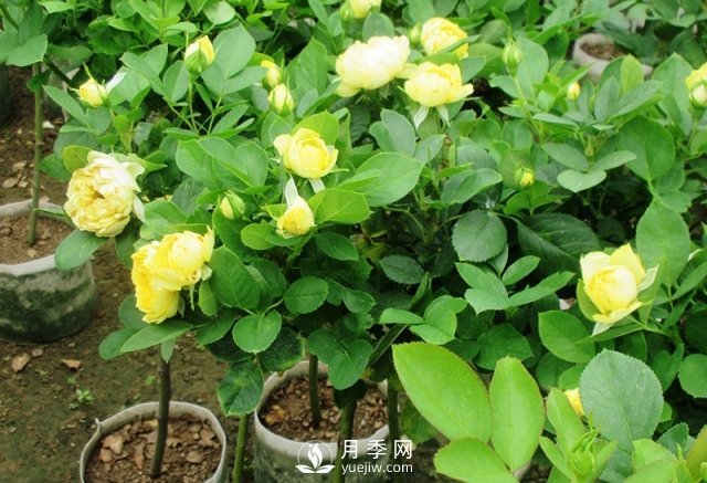 棒棒糖月季月季樹，為什么每一兩年要翻盆換土？(圖1)