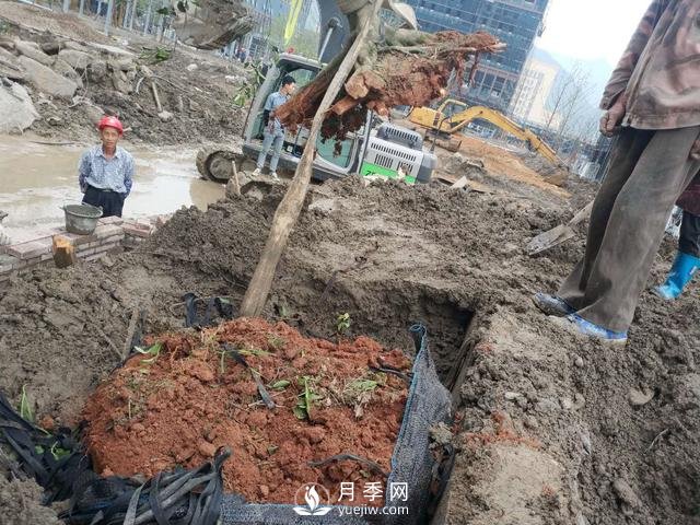 大樹土球破損散球移栽后，掌握幾個訣竅快速提高復(fù)壯能力(圖2)