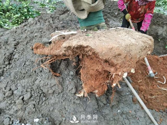 大樹土球破損散球移栽后，掌握幾個訣竅快速提高復(fù)壯能力(圖1)
