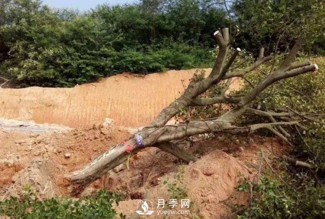 大樹土球破損散球移栽后，掌握幾個訣竅快速提高復(fù)壯能力(圖3)