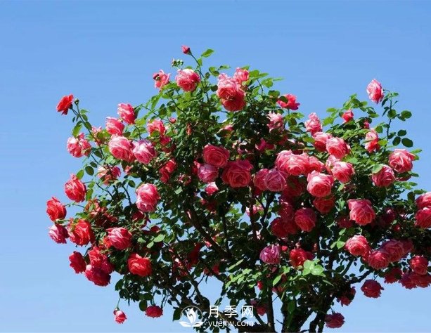 漯河庭院樹狀月季，不能隨意亂修剪(圖1)
