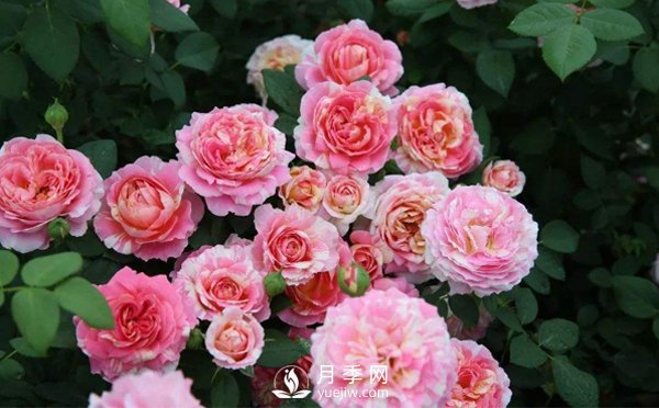 月季的衍生技能是怎樣的，一起跟著南陽月季種植基地來看看吧(圖1)