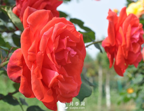 月季幼苗的育苗訣竅，澆水追肥等很重要(圖1)