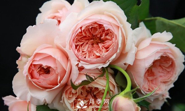 盆栽藤本月季怎么施肥，以下技巧來(lái)學(xué)習(xí)吧(圖1)