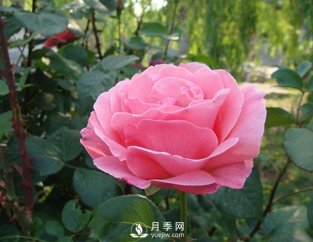 月季梅雨季易有黑斑病，該怎么養(yǎng)護呢？(圖1)