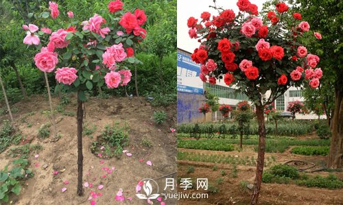 南陽樹狀月季基地提醒，盡量別在網(wǎng)上購月季樹了(圖1)