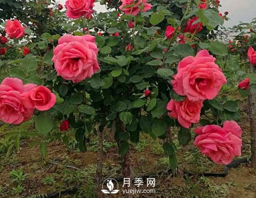 月季花扦插生根慢？月季網(wǎng)教你快速生根法！(圖1)