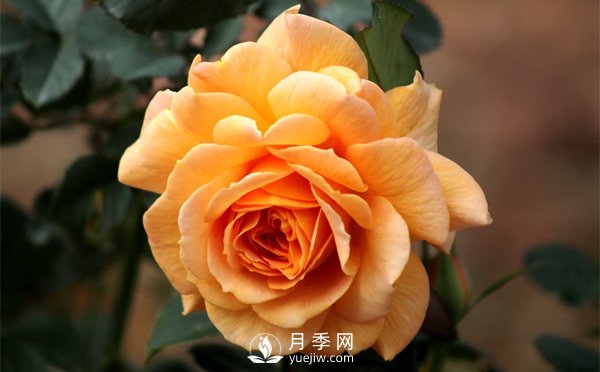 盆栽月季樹插穗、新栽苗、生長期如何修剪？(圖1)
