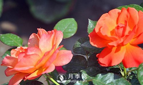 南陽(yáng)大花月季在種植時(shí)要注意哪些問(wèn)題呢？(圖1)