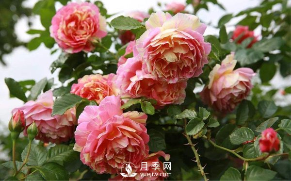 月季該如何栽培管理，養(yǎng)殖方法又是什么呢？(圖1)