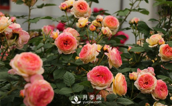 月季網(wǎng)教你不同時(shí)期的月季都有哪些修剪方式？(圖1)