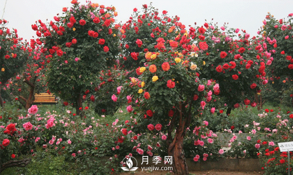 新型月季花，要遵循什么方法，才栽培出來？(圖1)