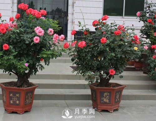 如何讓盆栽月季植株大，枝頭多，開滿盆常開不?。?圖1)