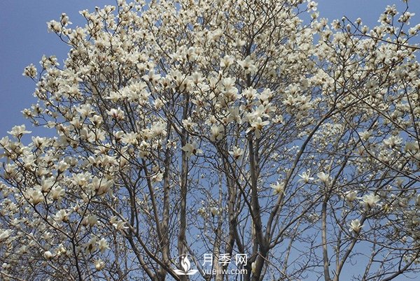 白玉蘭樹(shù)越冬防寒工作是怎樣的？(圖1)