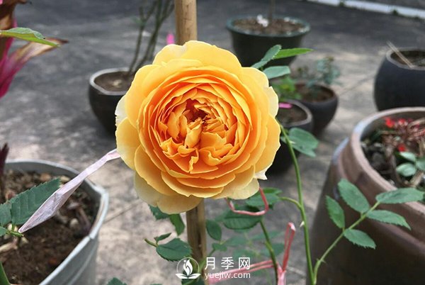 盆栽月季樹養(yǎng)植常見問題有哪些？(圖1)