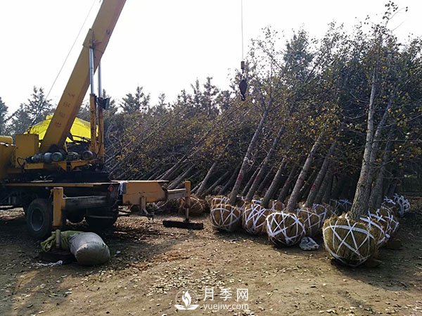 大規(guī)格苗木裝運技巧，移植技術(shù)有哪些技巧？(圖1)