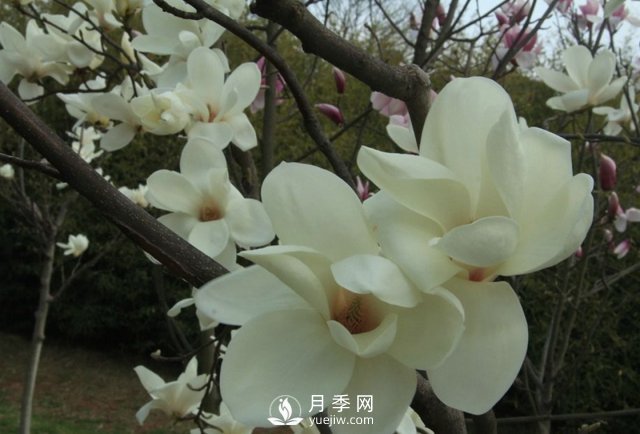 河南白玉蘭有哪些藥用價(jià)值？(圖1)