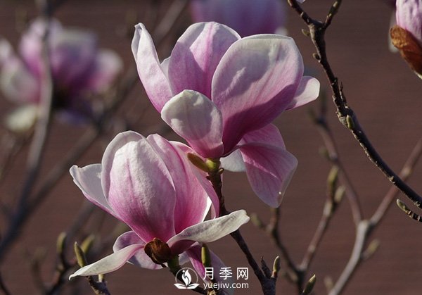 如何區(qū)分廣玉蘭、白玉蘭和二喬玉蘭？(圖3)