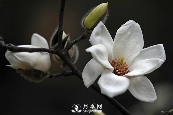 如何區(qū)分廣玉蘭、白玉蘭和二喬玉蘭？(圖2)