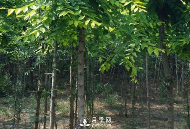 巨紫荊如何病防治病蟲(chóng)災(zāi)害(圖1)