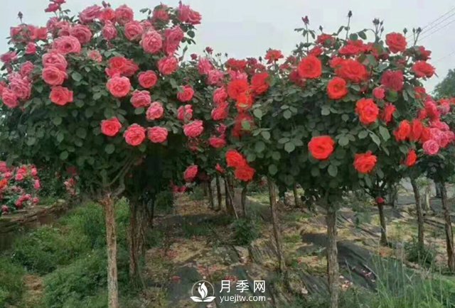 冬天如何來管理月季？(圖1)