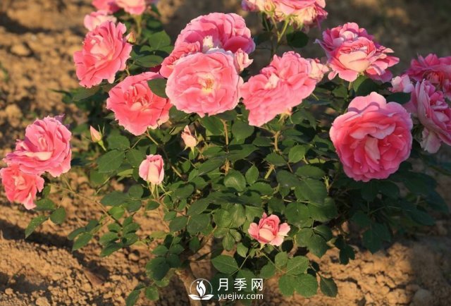 移植月季需要特別注意什么？(圖1)