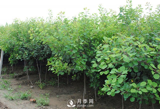 如何防治黃櫨白粉病病害？(圖1)