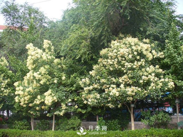 如何讓河南大葉女貞生長的更加優(yōu)質(zhì)？(圖1)