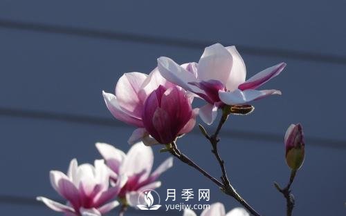 二喬玉蘭批發(fā)的繁殖方法是怎樣的？(圖1)