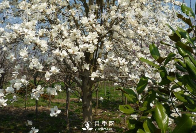 河南白玉蘭基地是怎樣調(diào)節(jié)土壤的酸堿度？(圖1)