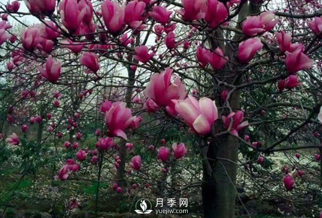 河南紅玉蘭樹苗日常種植方法事項介紹(圖1)