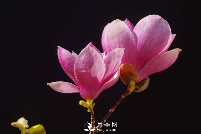 紅玉蘭花寓意是什么？(圖1)