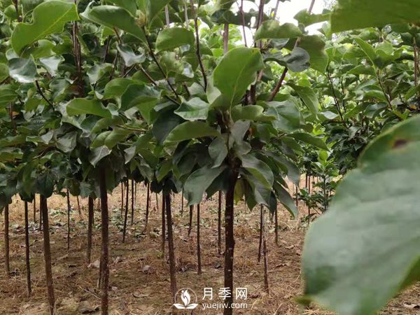 巨紫荊種子播種方法種子怎樣種植才***好呢？(圖1)