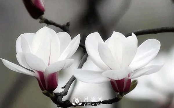 白玉蘭如何用種子繁育及繁育過(guò)程注意事項(xiàng)(圖1)