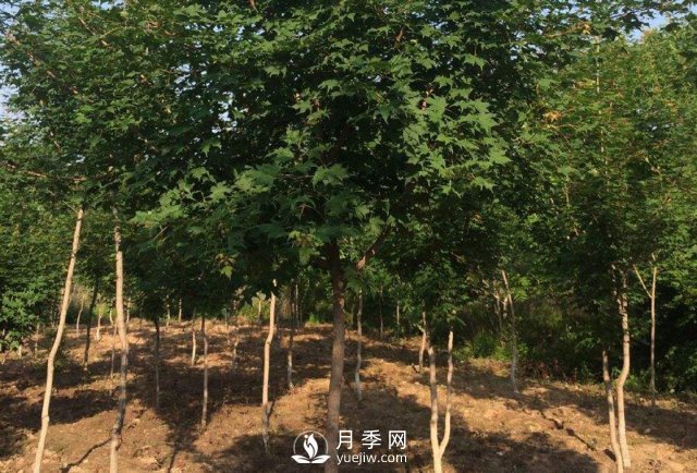 移植優(yōu)質(zhì)五角楓的訣竅你了解嗎？(圖1)
