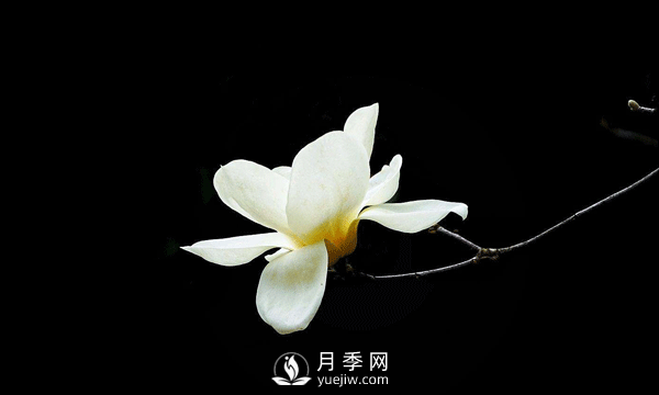 種植白玉蘭樹(shù)要如何繁殖育苗？(圖1)