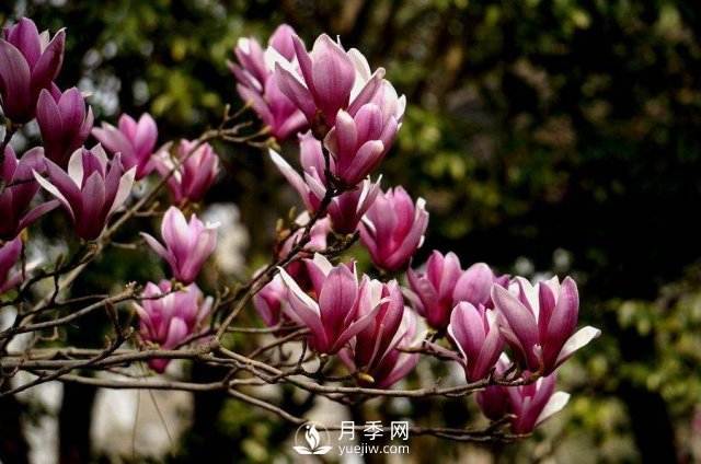 苗木種植基地分析紫玉蘭的腐爛病如何來防治？(圖1)